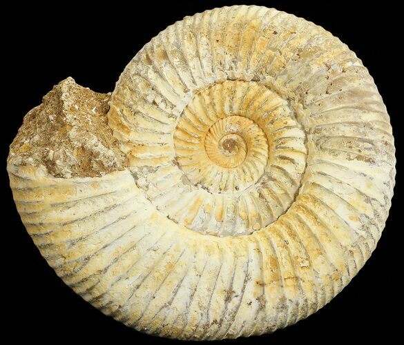 Perisphinctes Ammonite - Jurassic #68197